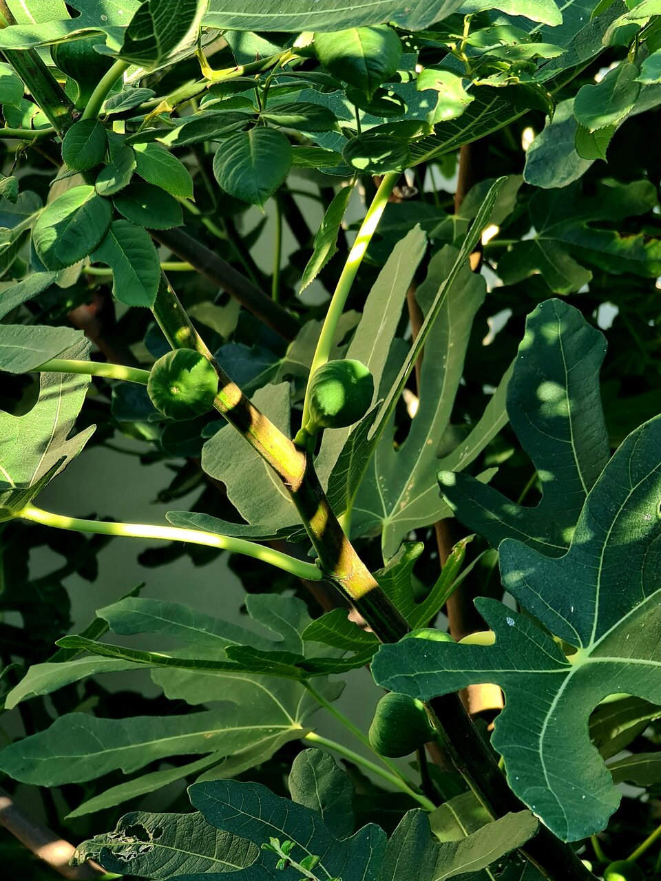 Гостиница Дионис Балаклава-54