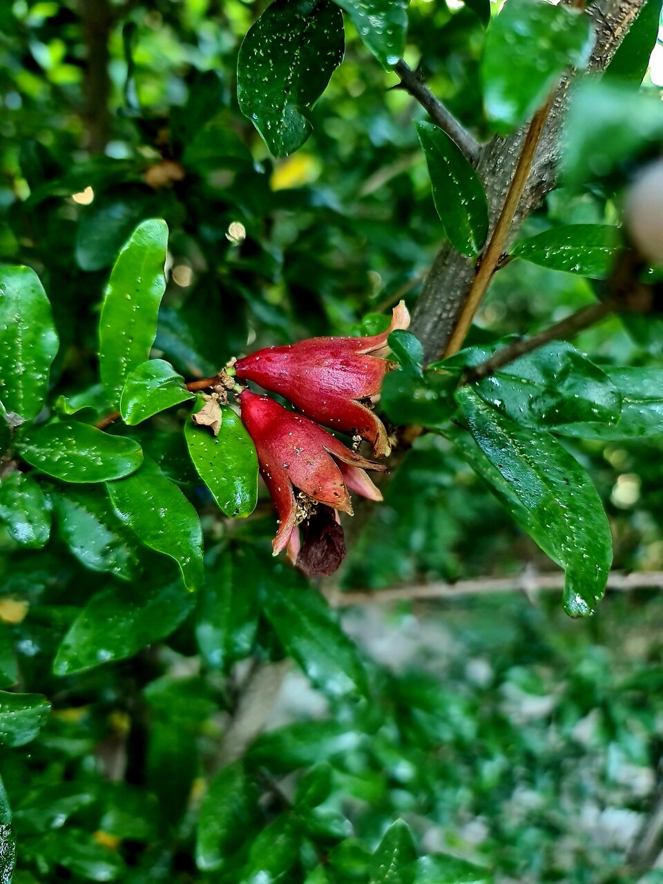 Гостиница Дионис Балаклава-29