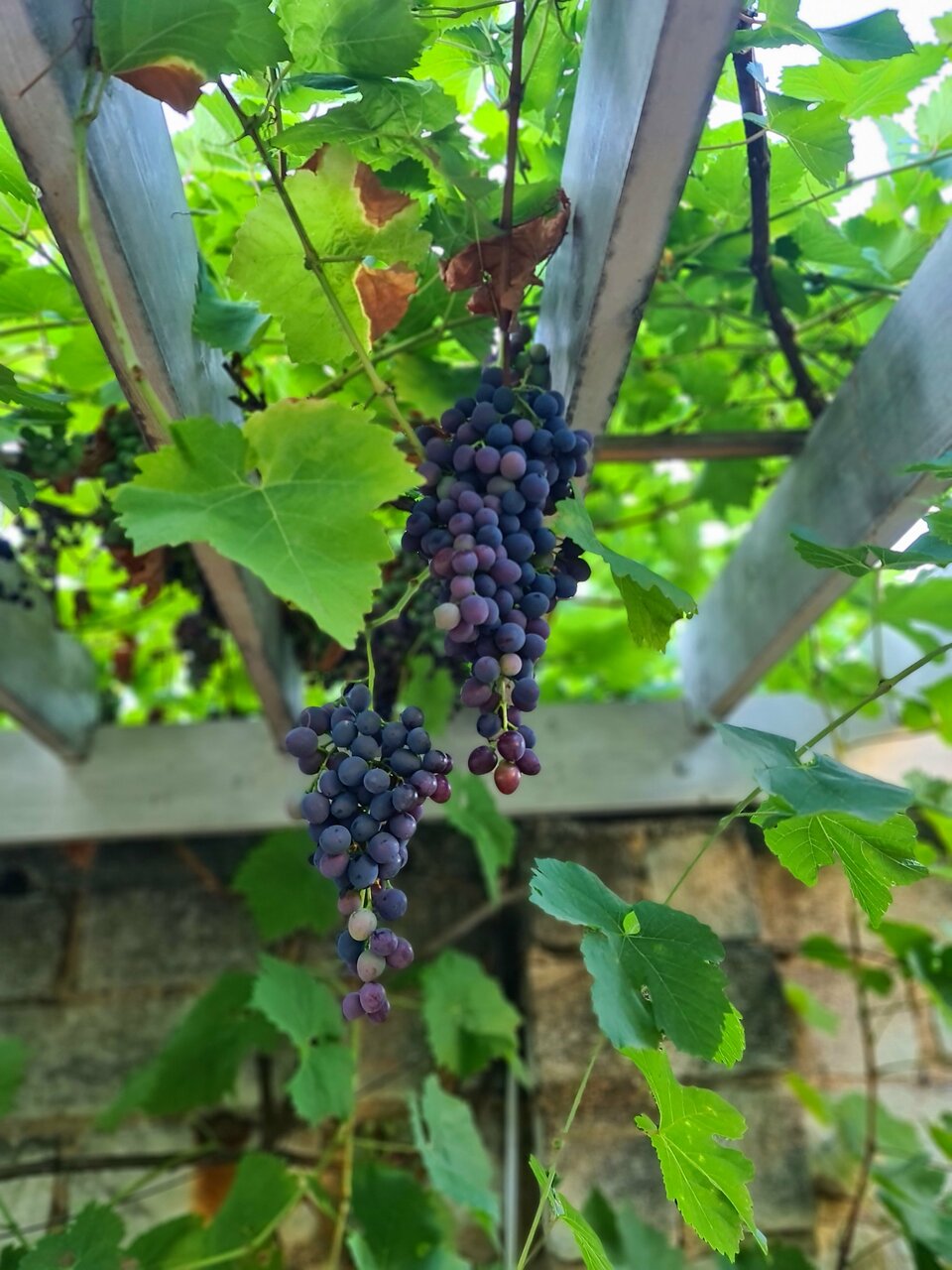 Гостиница Дионис Балаклава-118