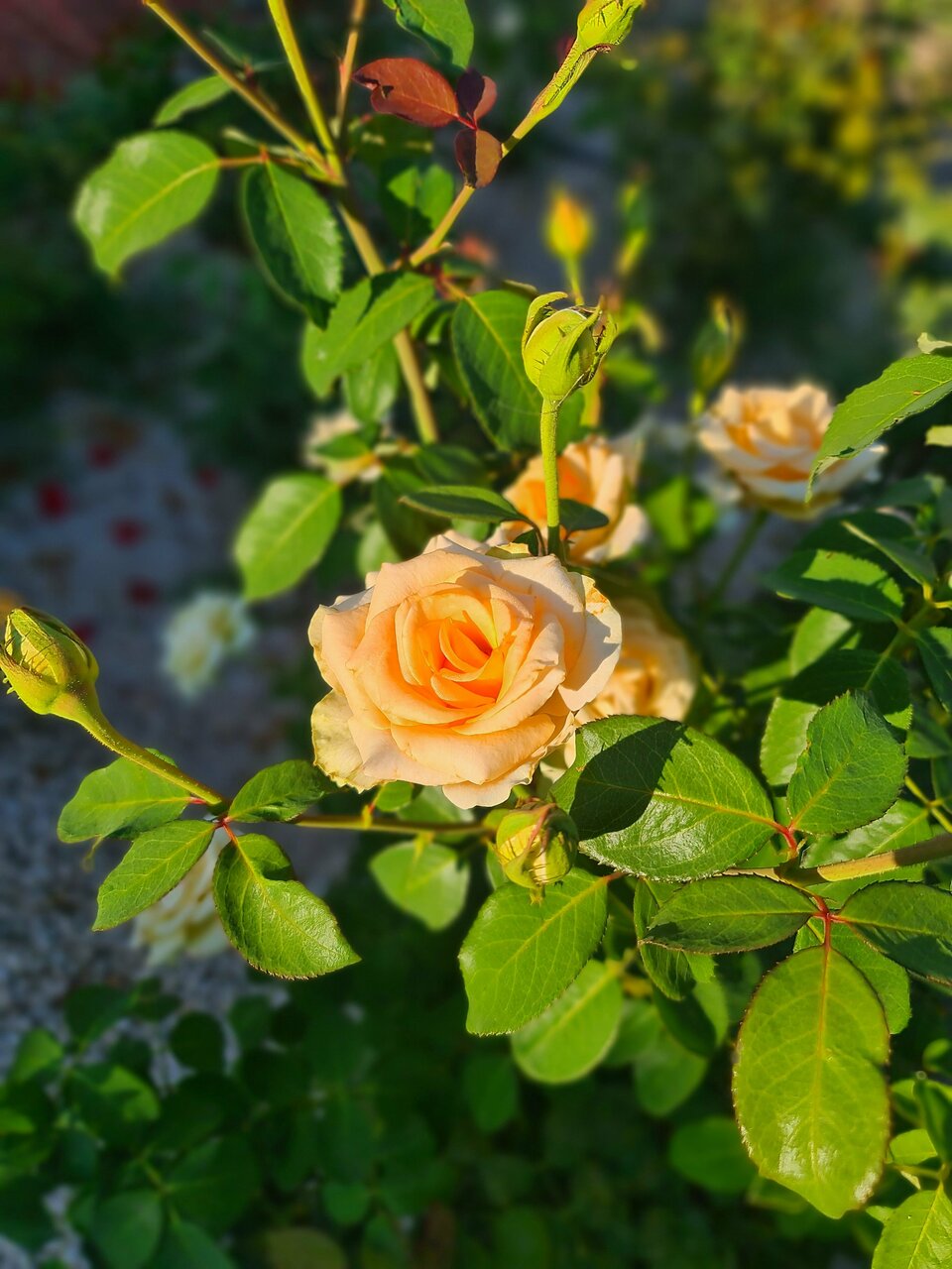 Гостиница Дионис Балаклава-37