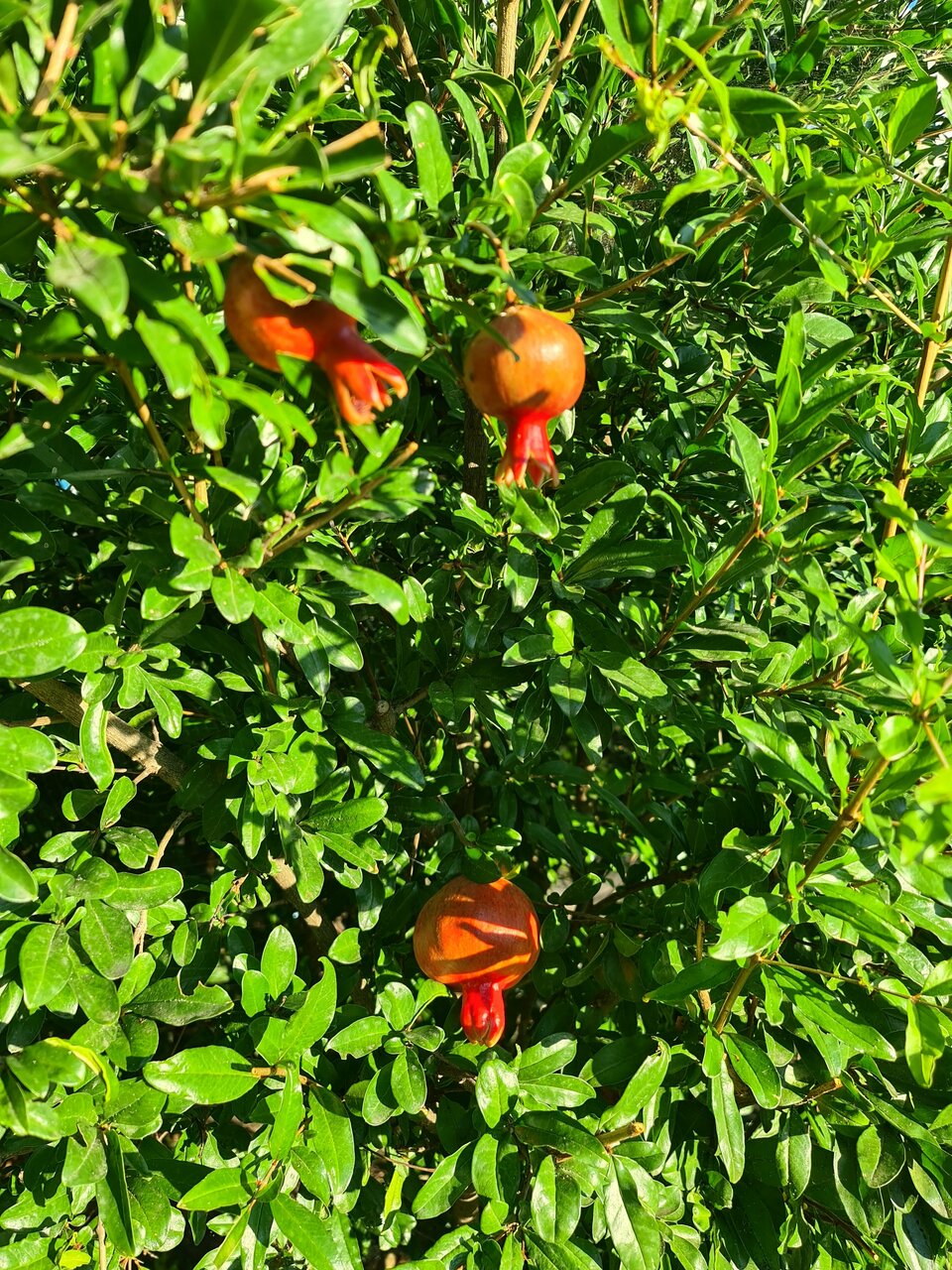 Гостиница Дионис Балаклава-73